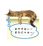 キジトラ猫の写真スタンプ【メッセージ】（個別スタンプ：8）