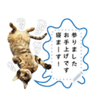 キジトラ猫の写真スタンプ【メッセージ】（個別スタンプ：11）