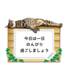 キジトラ猫の写真スタンプ【メッセージ】（個別スタンプ：13）