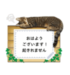 キジトラ猫の写真スタンプ【メッセージ】（個別スタンプ：15）