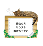 キジトラ猫の写真スタンプ【メッセージ】（個別スタンプ：16）