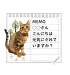キジトラ猫の写真スタンプ【メッセージ】（個別スタンプ：17）