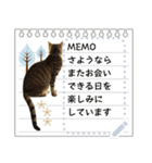 キジトラ猫の写真スタンプ【メッセージ】（個別スタンプ：18）