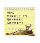 キジトラ猫の写真スタンプ【メッセージ】（個別スタンプ：24）
