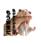 どうも、ハムスターのウニです。2（個別スタンプ：4）