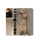 どうも、ハムスターのウニです。2（個別スタンプ：6）