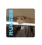 どうも、ハムスターのウニです。2（個別スタンプ：7）