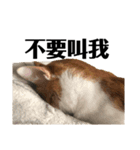 MIKEY ノ猫日常（個別スタンプ：1）
