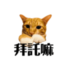 MIKEY ノ猫日常（個別スタンプ：2）