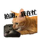 MIKEY ノ猫日常（個別スタンプ：3）