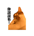 MIKEY ノ猫日常（個別スタンプ：4）