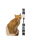 MIKEY ノ猫日常（個別スタンプ：5）