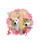 大吉＆福の使えるスタンプ（個別スタンプ：8）