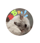 バニラッティ（個別スタンプ：1）