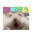 バニラッティ（個別スタンプ：5）