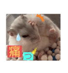 バニラッティ（個別スタンプ：9）