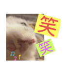 バニラッティ（個別スタンプ：10）