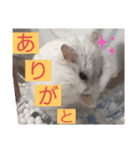バニラッティ（個別スタンプ：11）