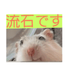 バニラッティ（個別スタンプ：15）