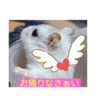 バニラッティ（個別スタンプ：17）