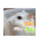 バニラッティ（個別スタンプ：20）