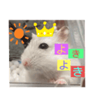 バニラッティ（個別スタンプ：30）