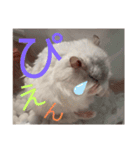バニラッティ（個別スタンプ：31）