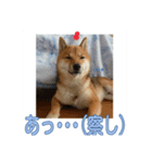 あずき＆よもぎ【豆柴】スタンプ（個別スタンプ：3）
