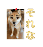 あずき＆よもぎ【豆柴】スタンプ（個別スタンプ：5）
