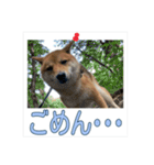 あずき＆よもぎ【豆柴】スタンプ（個別スタンプ：6）