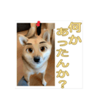 あずき＆よもぎ【豆柴】スタンプ（個別スタンプ：7）