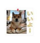 あずき＆よもぎ【豆柴】スタンプ（個別スタンプ：12）