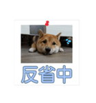 あずき＆よもぎ【豆柴】スタンプ（個別スタンプ：15）