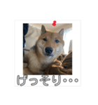 あずき＆よもぎ【豆柴】スタンプ（個別スタンプ：16）