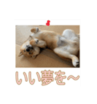 あずき＆よもぎ【豆柴】スタンプ（個別スタンプ：17）