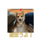 あずき＆よもぎ【豆柴】スタンプ（個別スタンプ：18）