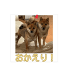 あずき＆よもぎ【豆柴】スタンプ（個別スタンプ：22）