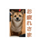 あずき＆よもぎ【豆柴】スタンプ（個別スタンプ：23）