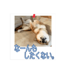 あずき＆よもぎ【豆柴】スタンプ（個別スタンプ：24）