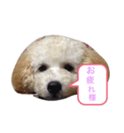 ☆コタロウ☆（個別スタンプ：3）