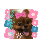 ポメラニアン姫ちゃん⑪（個別スタンプ：1）