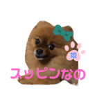 ポメラニアン姫ちゃん⑪（個別スタンプ：2）