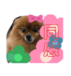 ポメラニアン姫ちゃん⑪（個別スタンプ：5）