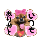 ポメラニアン姫ちゃん⑪（個別スタンプ：6）