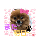ポメラニアン姫ちゃん⑪（個別スタンプ：7）