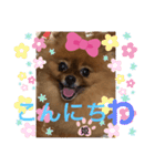 ポメラニアン姫ちゃん⑪（個別スタンプ：9）
