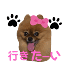 ポメラニアン姫ちゃん⑪（個別スタンプ：10）