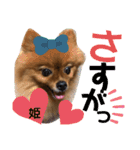 ポメラニアン姫ちゃん⑪（個別スタンプ：13）