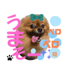 ポメラニアン姫ちゃん⑪（個別スタンプ：14）