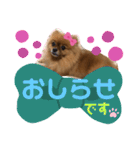ポメラニアン姫ちゃん⑪（個別スタンプ：21）